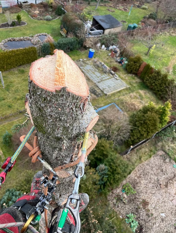 Großbaumpflege in Leipzig