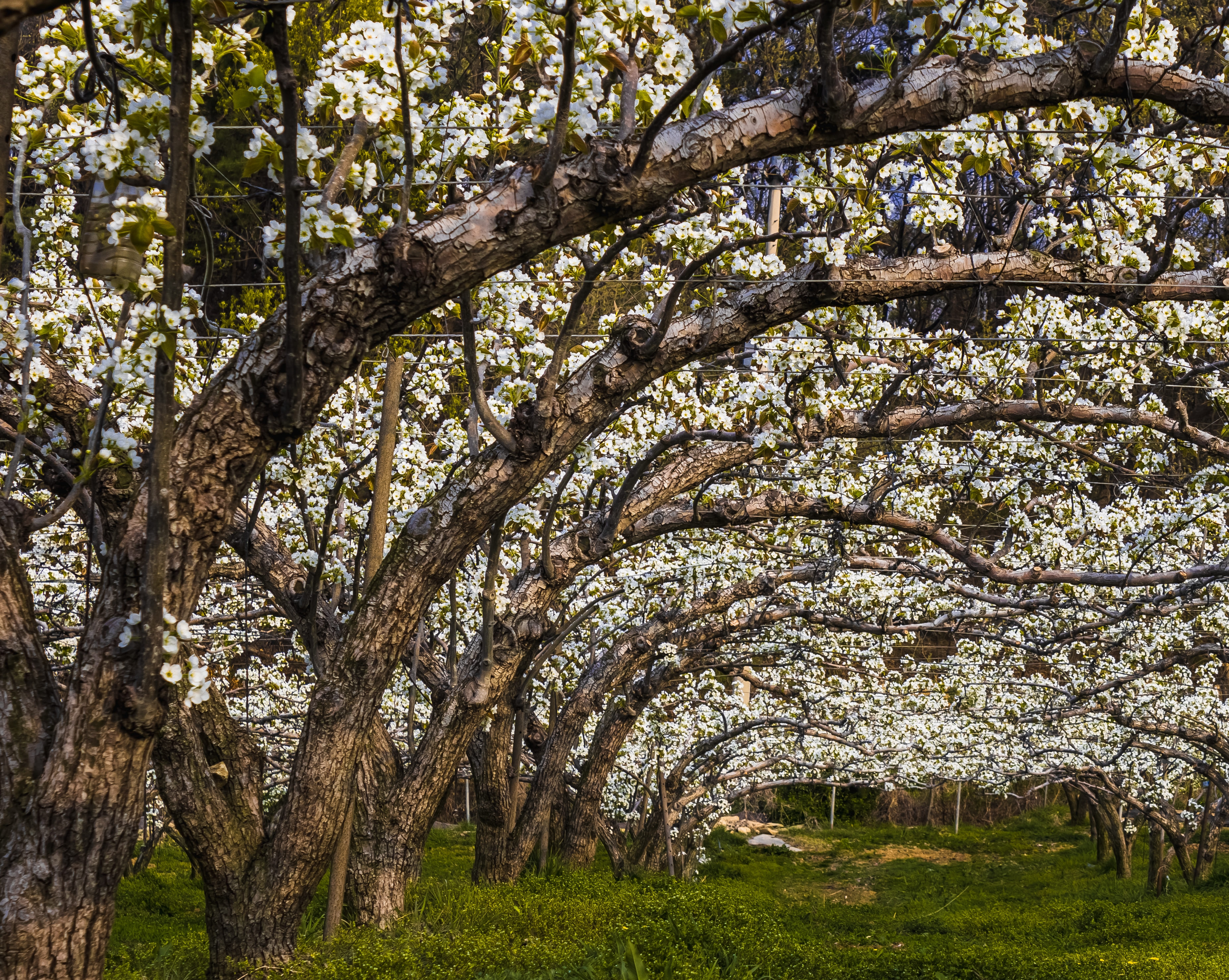 Halle (Saale) Obstbaumschnitt