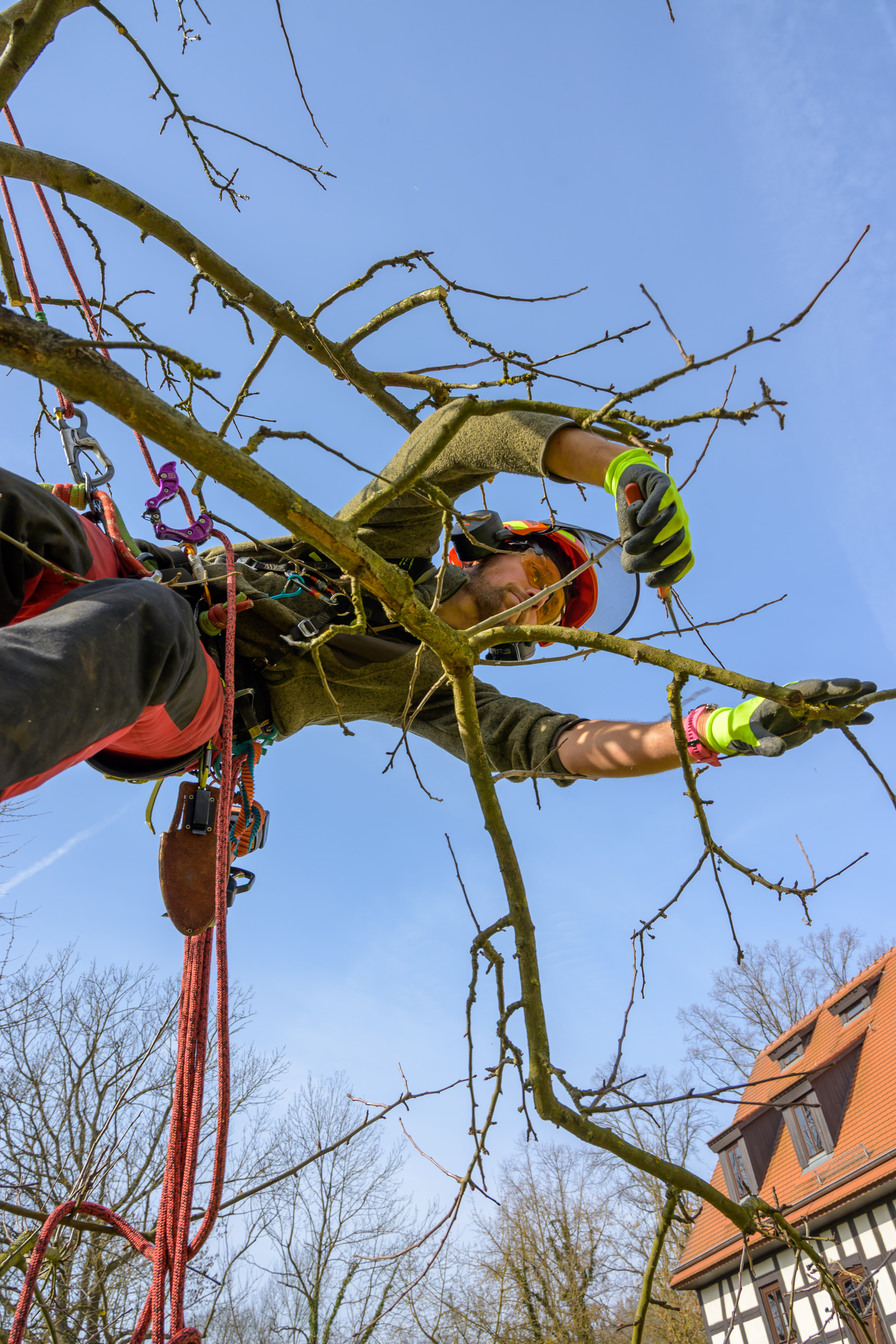 Halle (Saale) Baumklettern