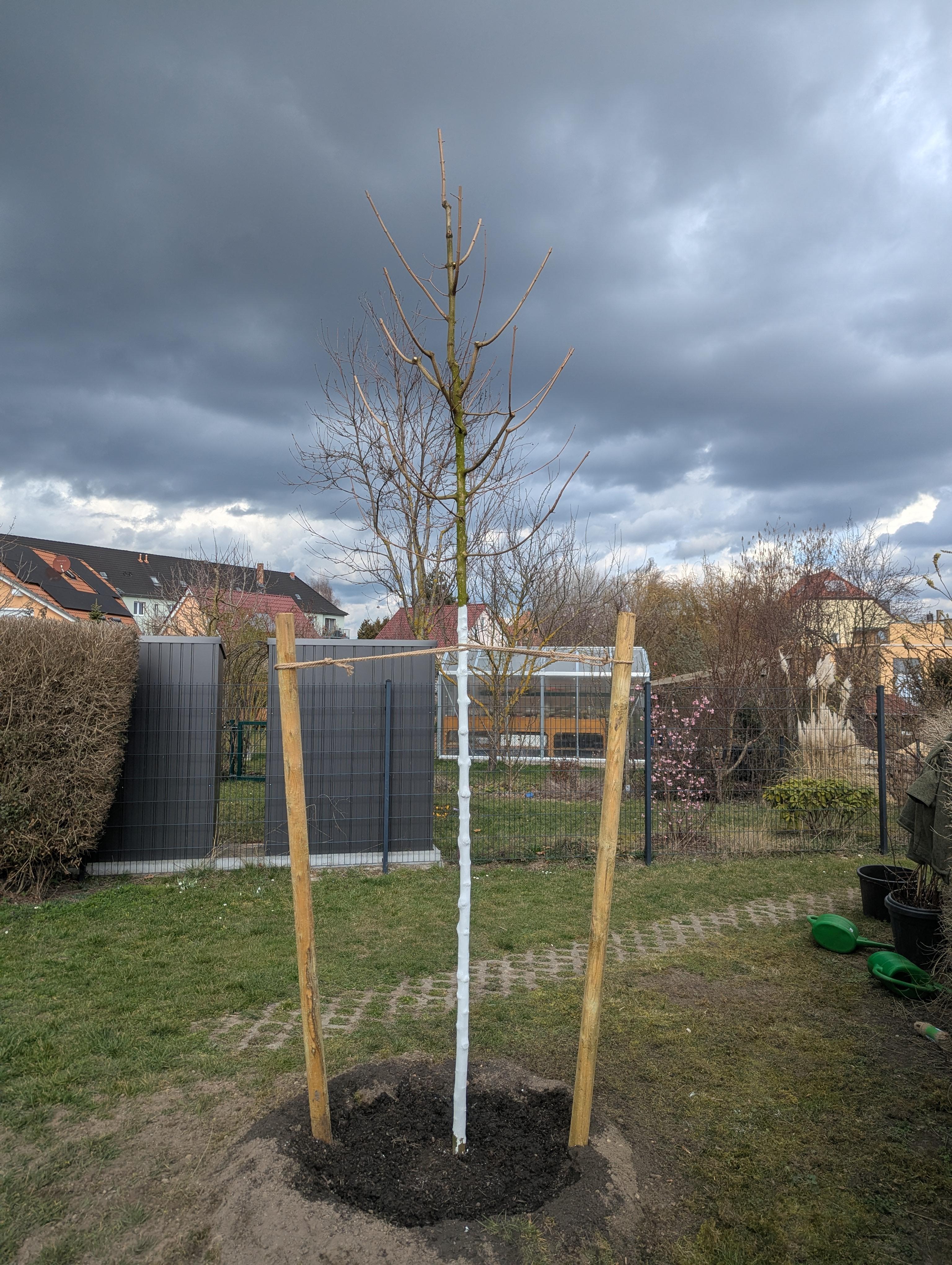 Obstbaumschnitt Leipzig