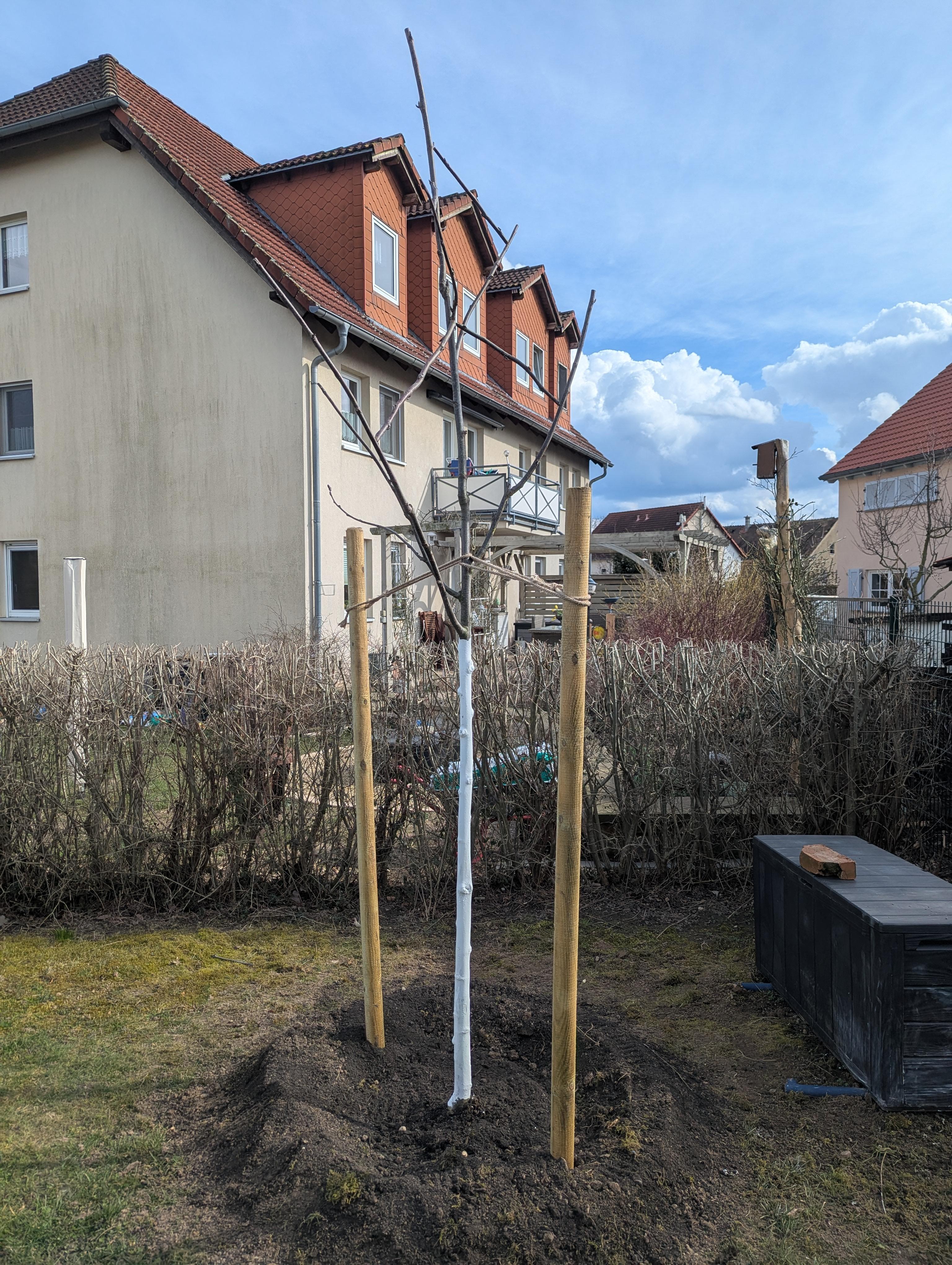 Obstbaumschnitt Leipzig