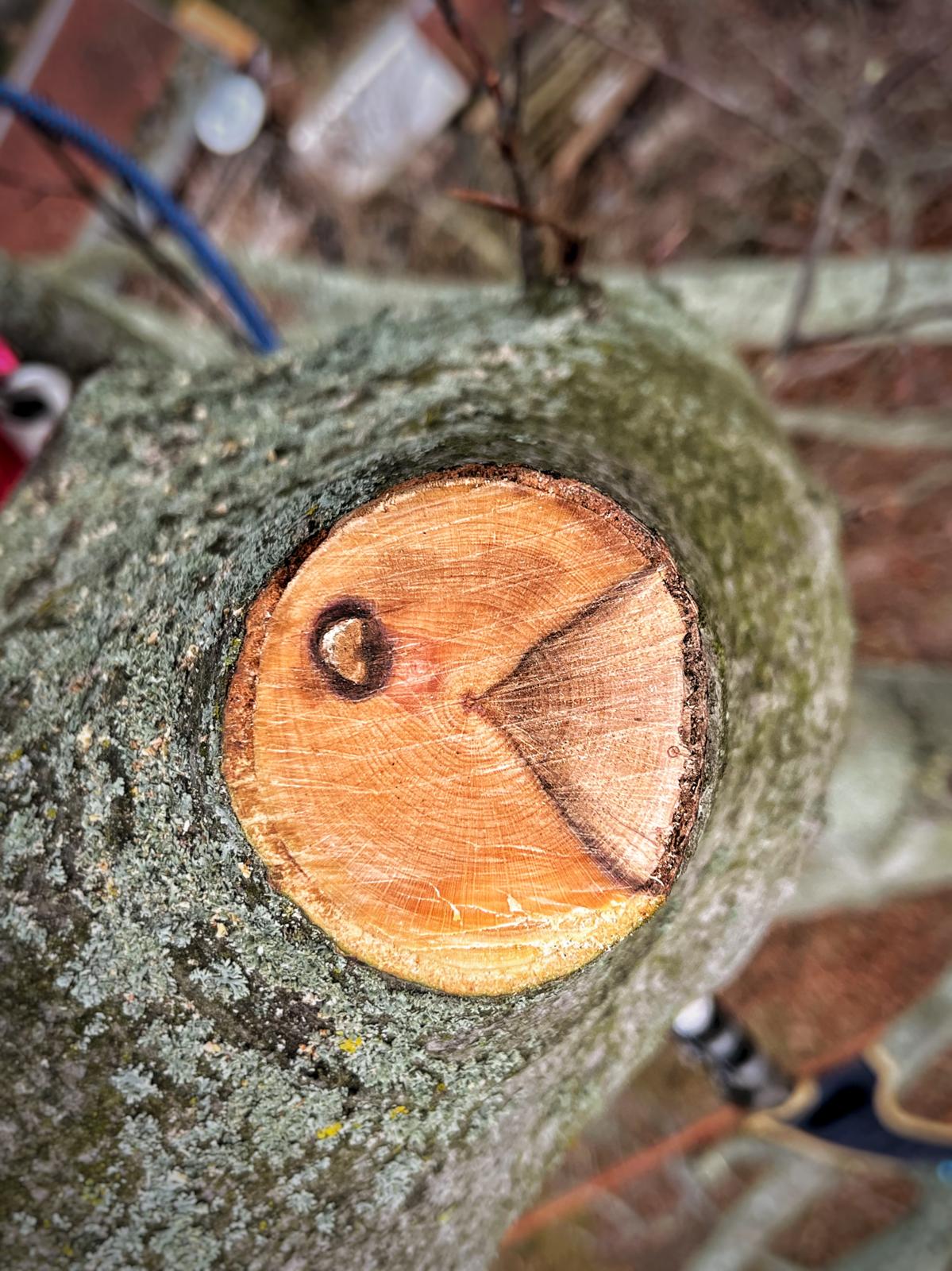 Obstbaumschnitt Leipzig