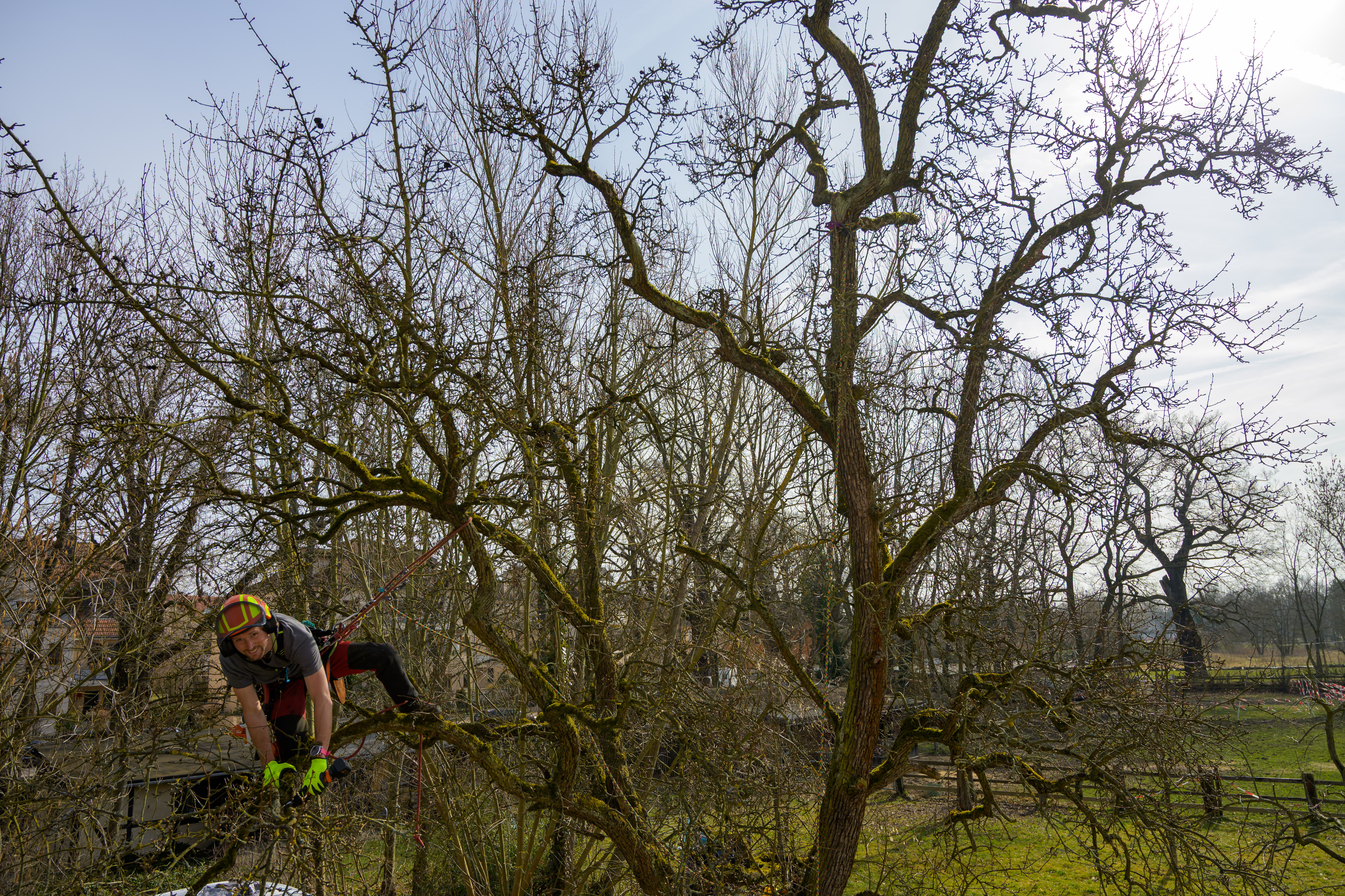 Großbaumpflege Leipzig
