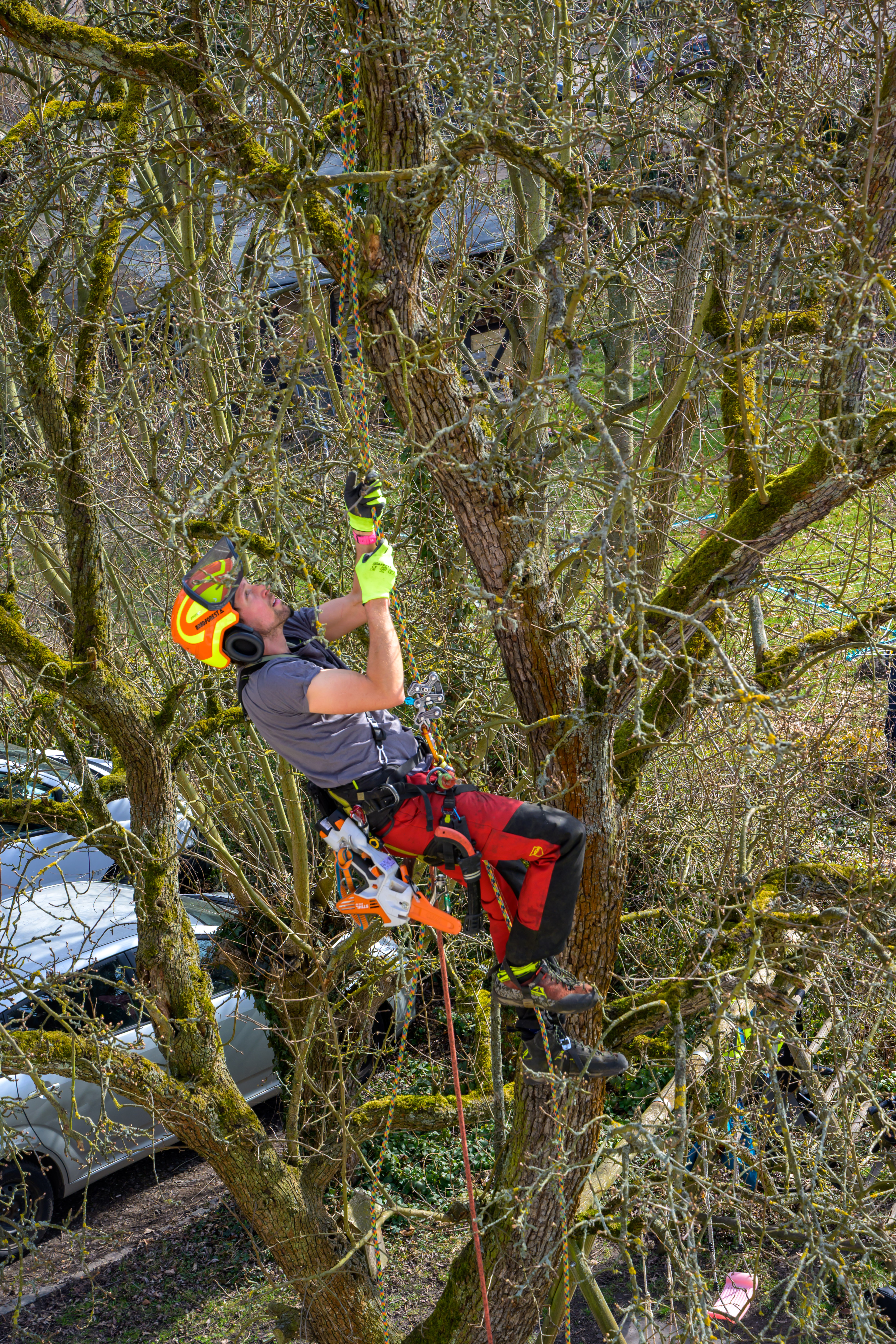 Baumkontrolle Leipzig