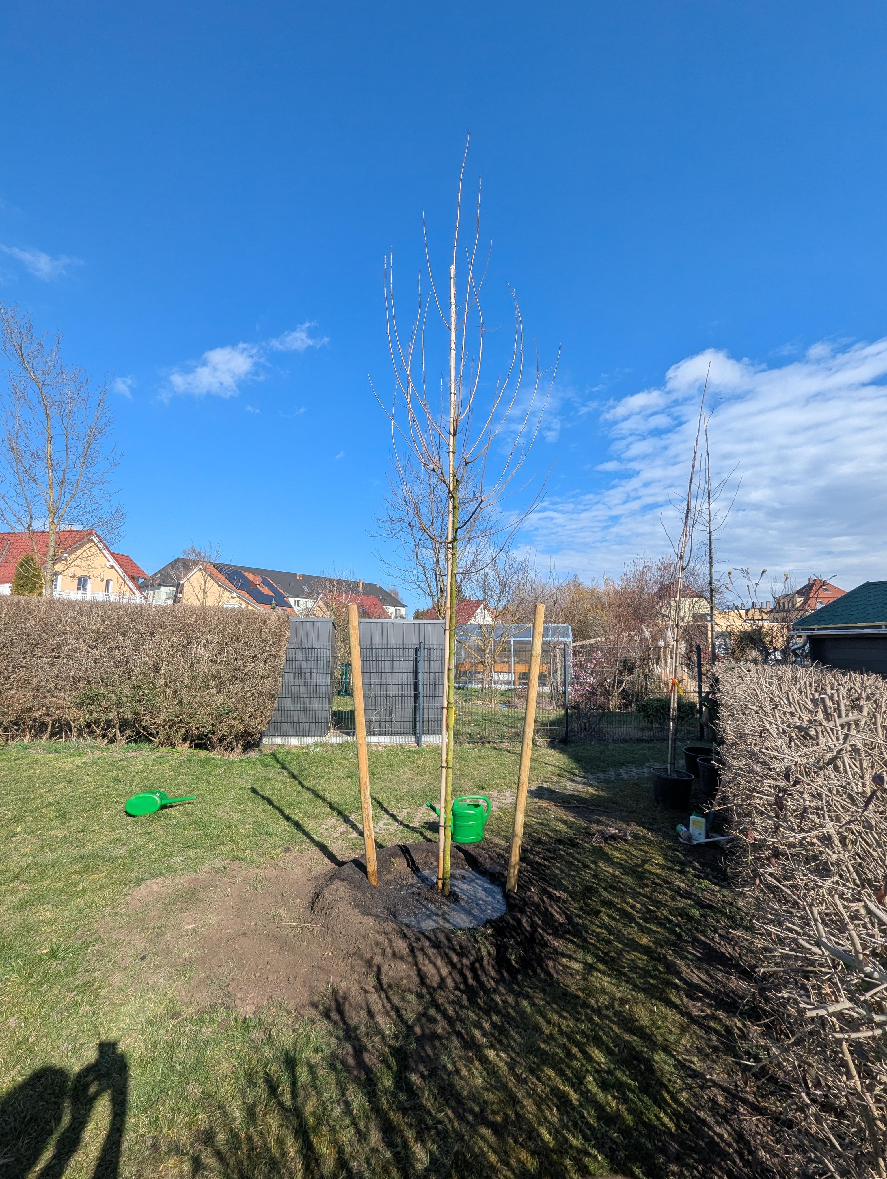 Baumgutachten Leipzig