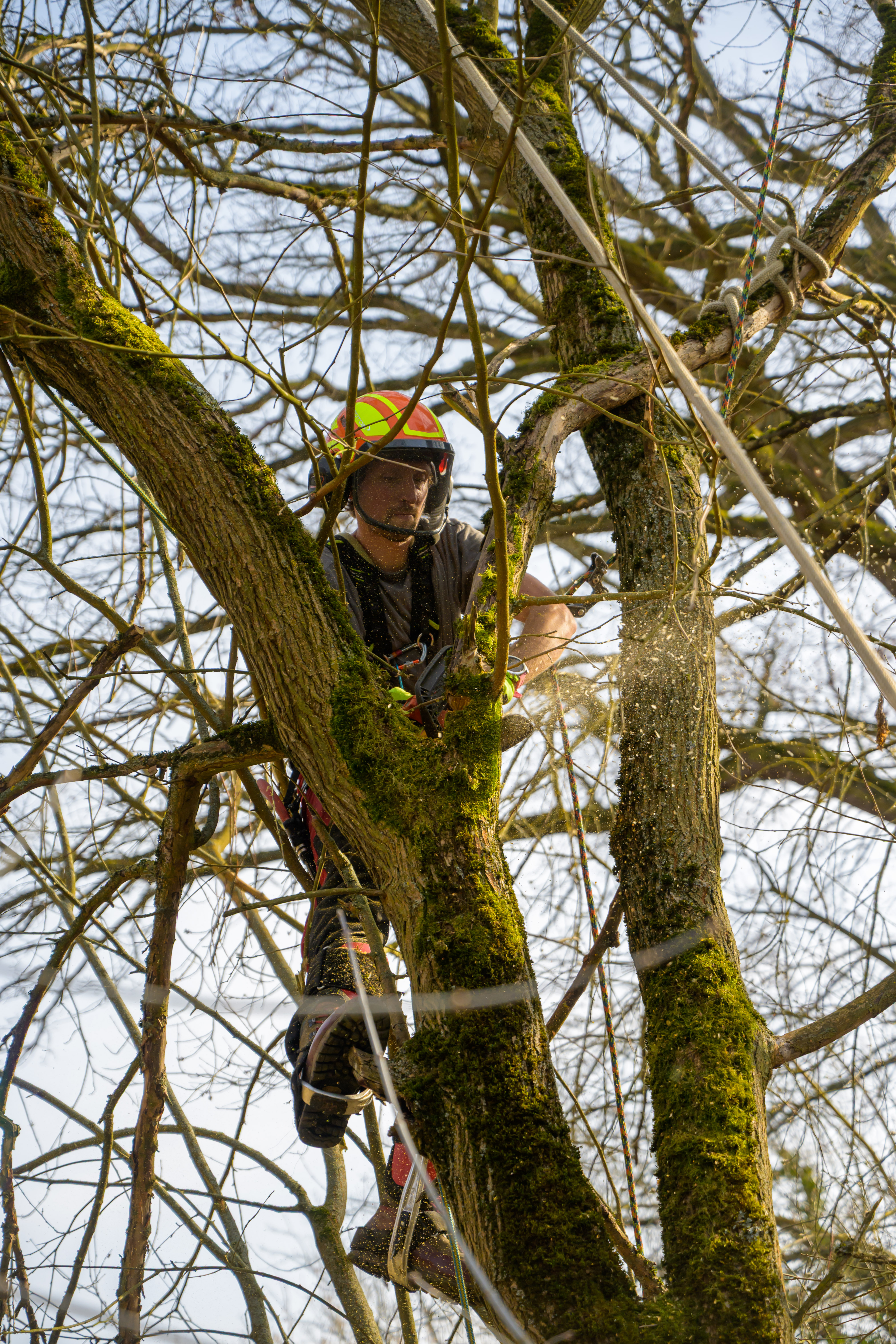 Großbaumpflege Leipzig