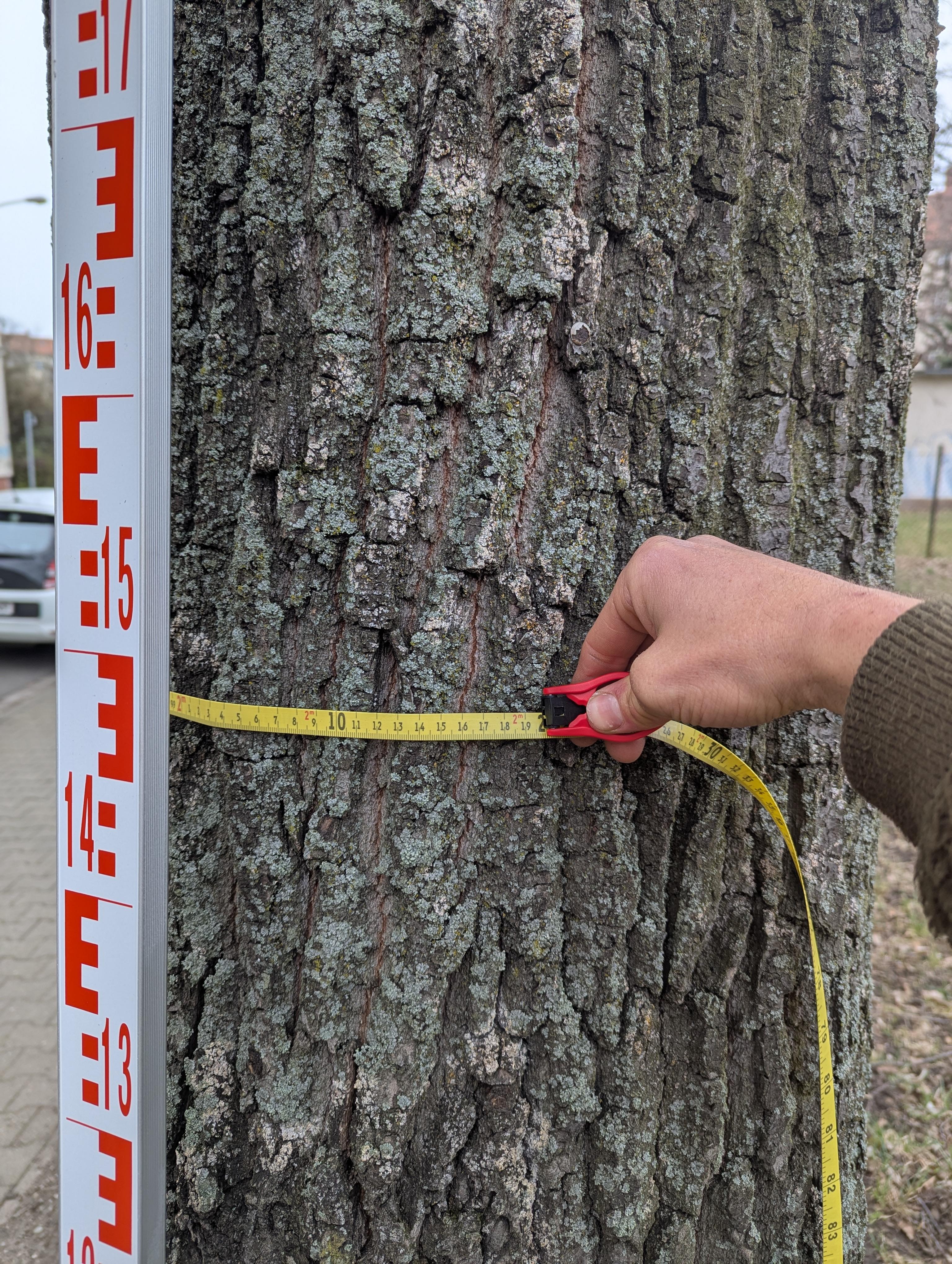 Baumkontrolle Leipzig