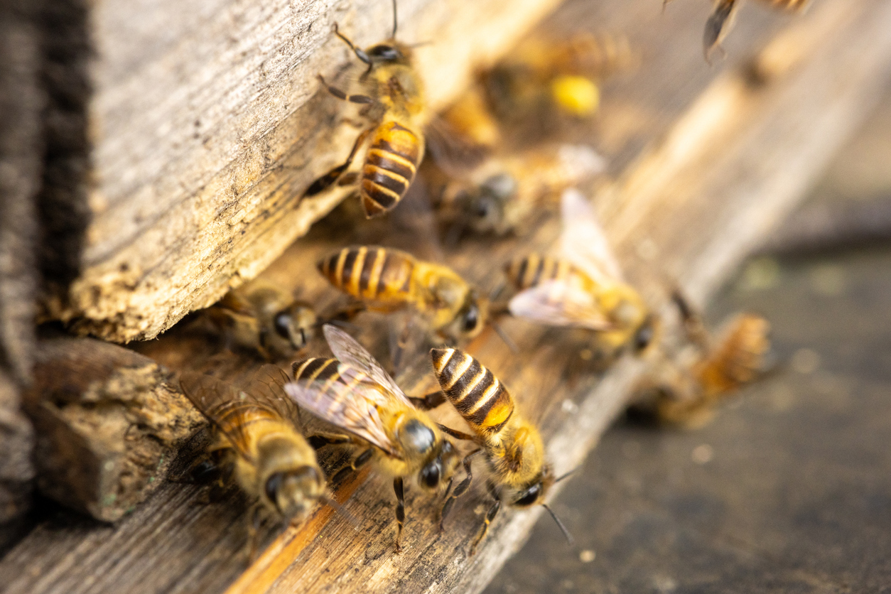 Bees entering an exterior wall opening at a Chandler home