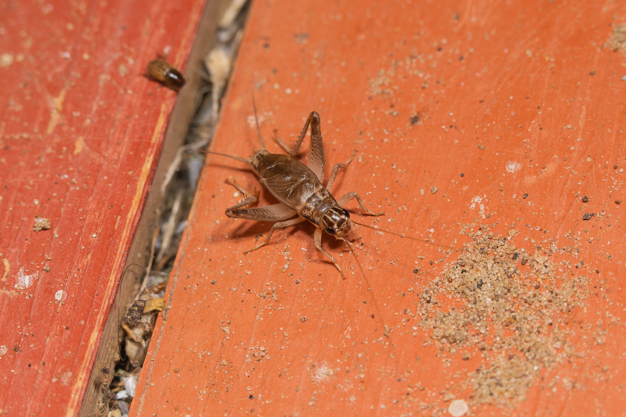 Cricket beside a garage entry at a Chandler home
