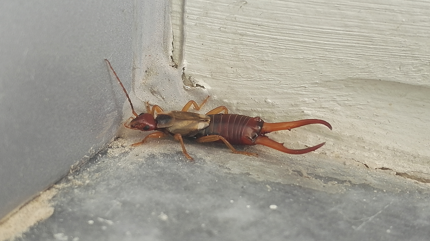 Earwig beneath a planter near an irrigated Chandler landscape