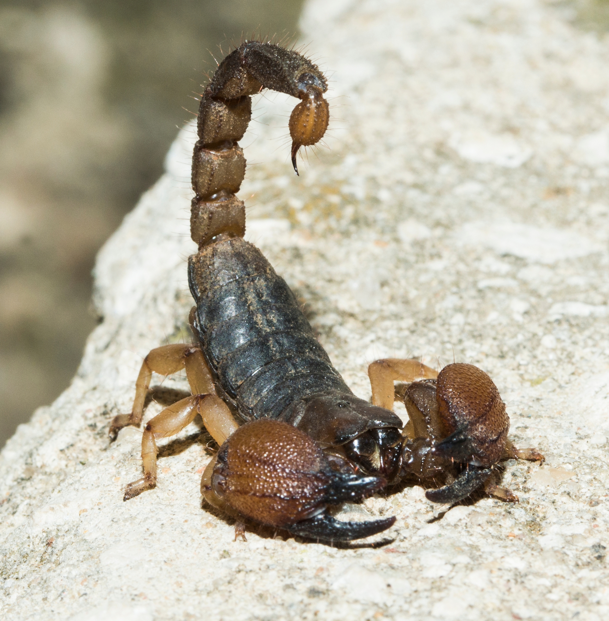 Scorpion near a block wall at a Chandler property
