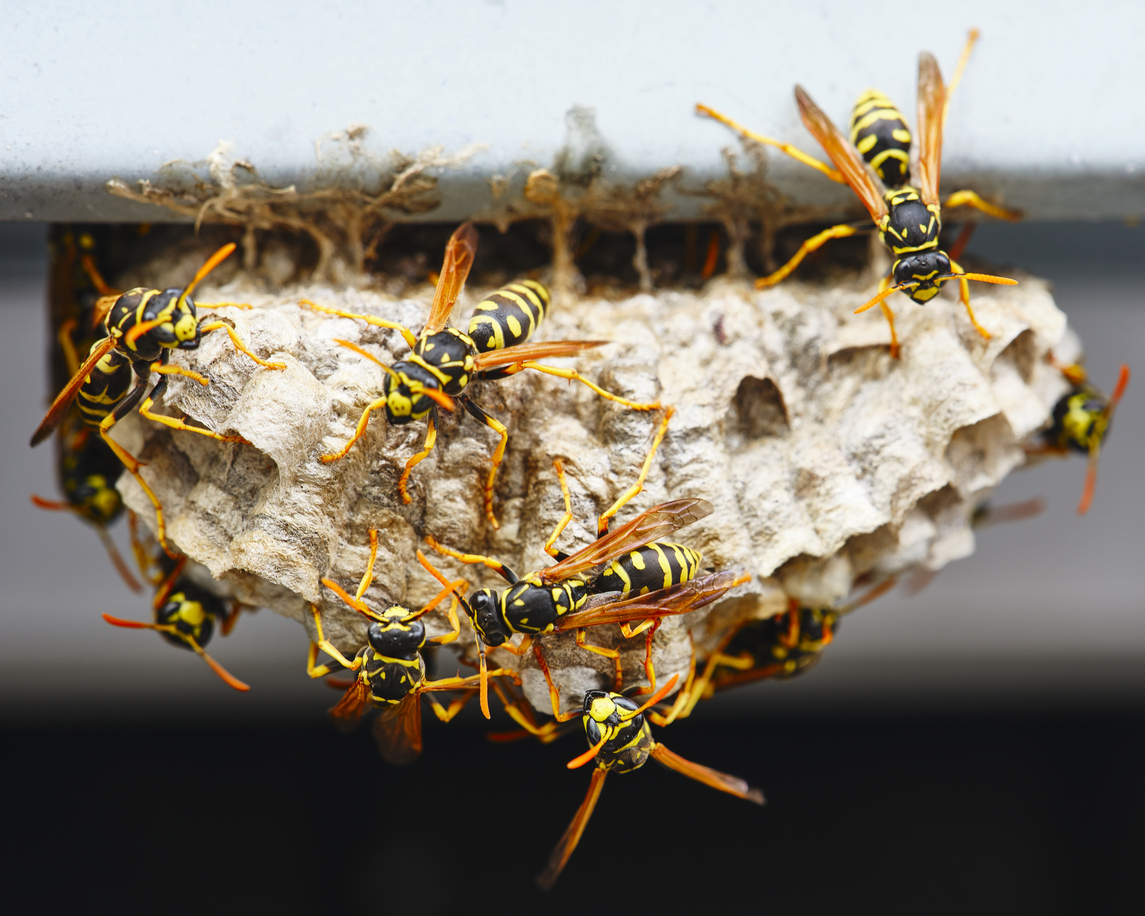 Wasp nest beneath a patio cover at a Chandler property