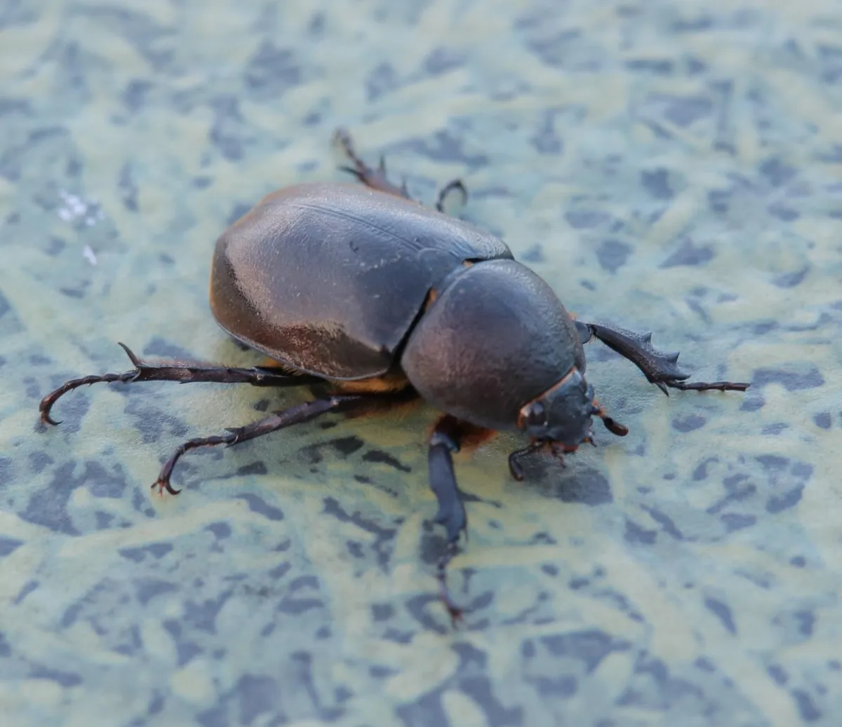 Beetle near a garage entry at a Chandler property