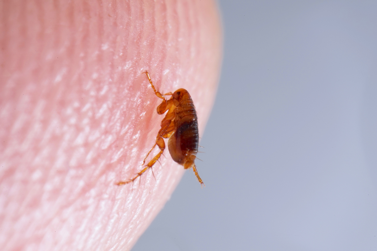 Flea activity near a pet-resting area in a Chandler home