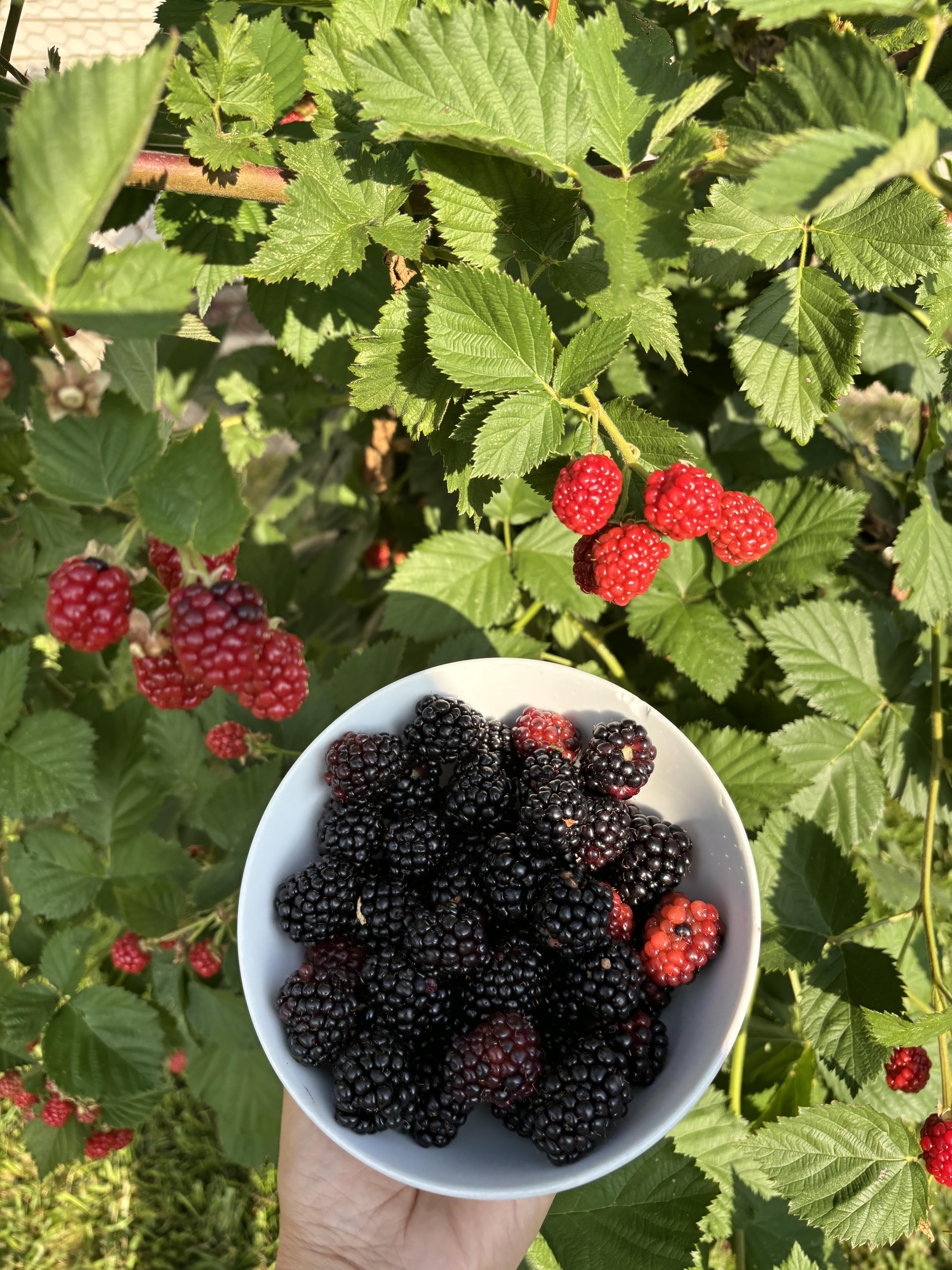 Blackberries in a bowl and raspberries in a bush