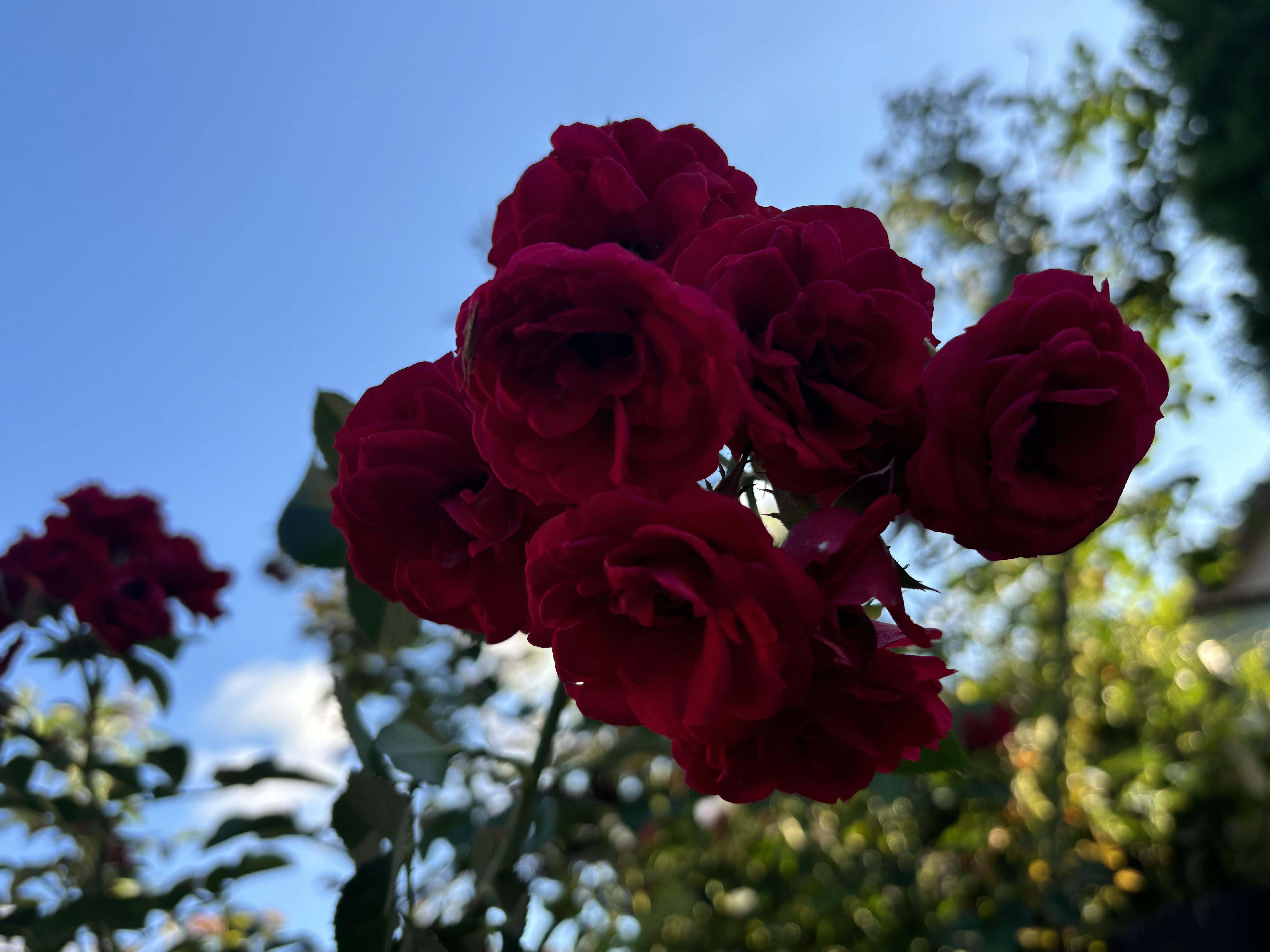 Close up of dark roses