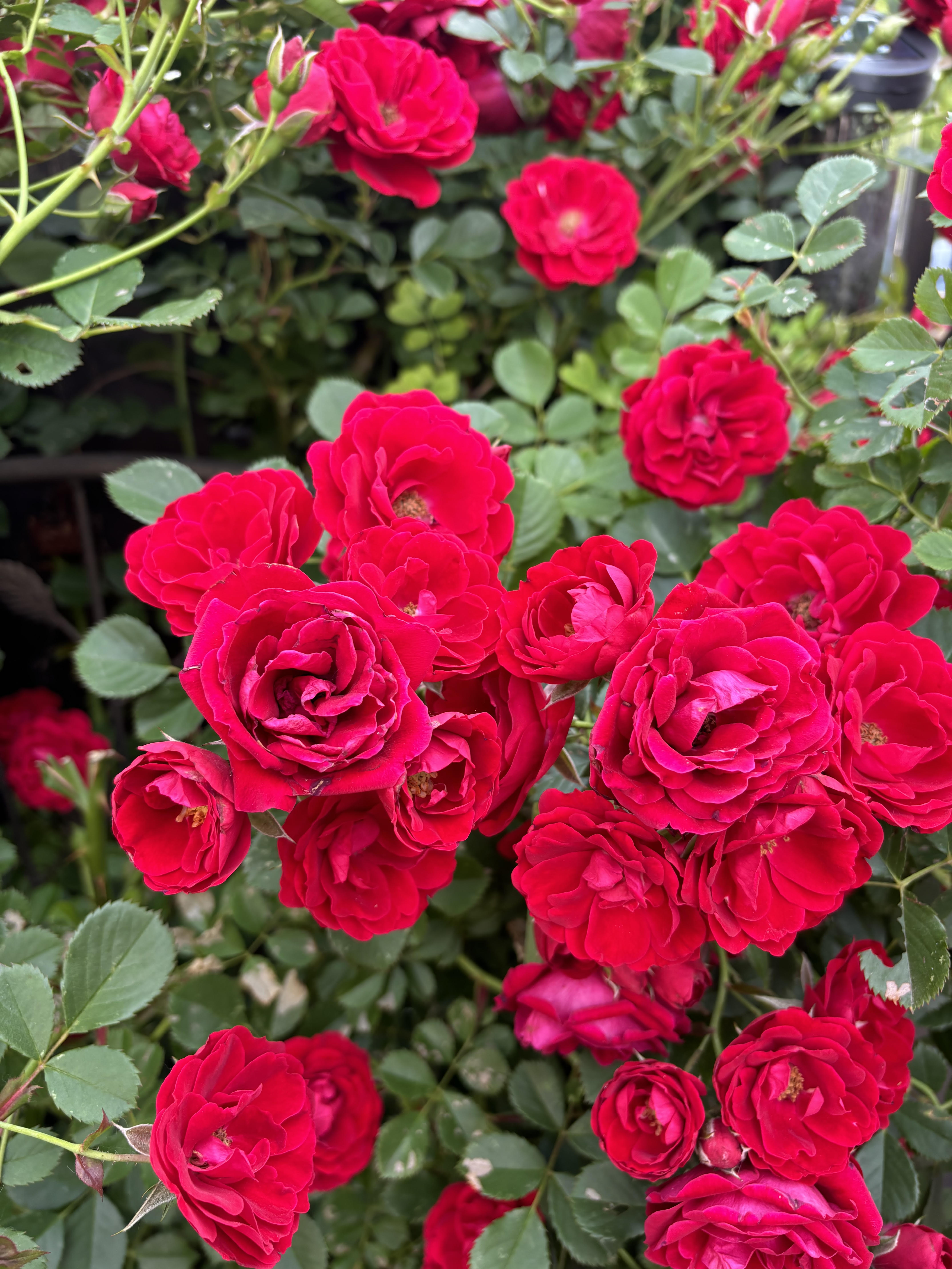 Medium shot of multiple bright red roses