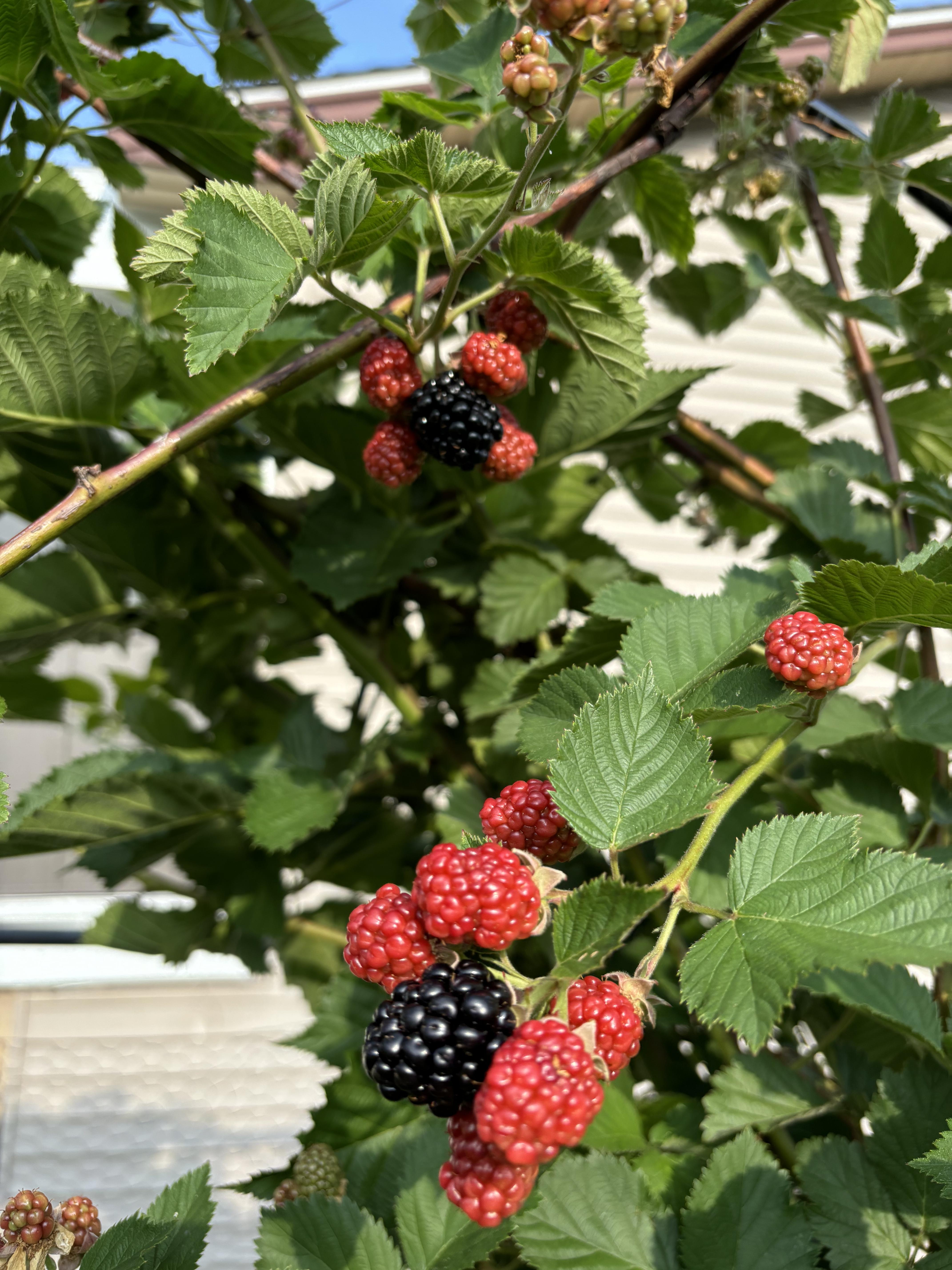 Medium shot of a raspberry bush