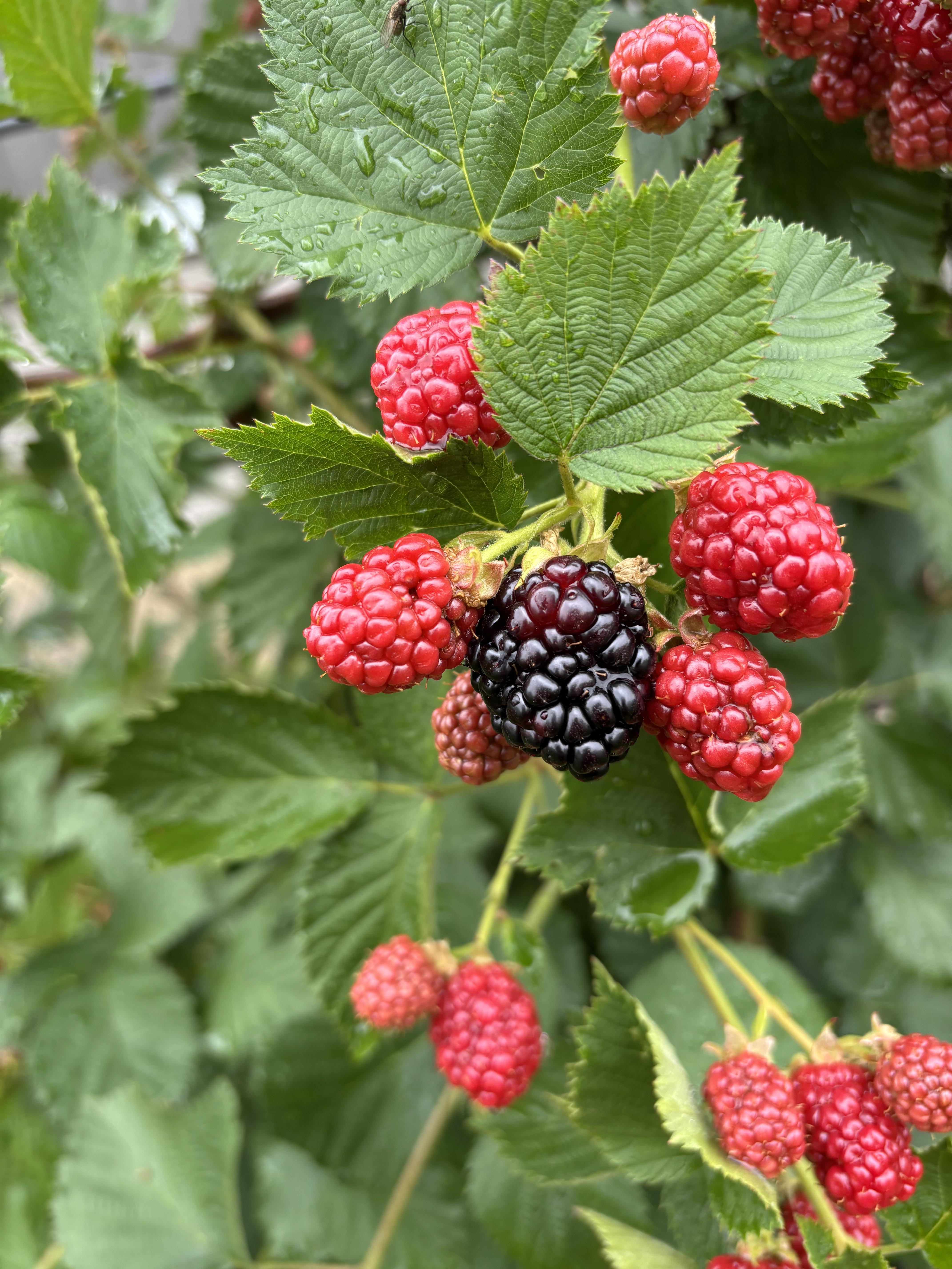 Close up of a bundle of raspberries on a bush