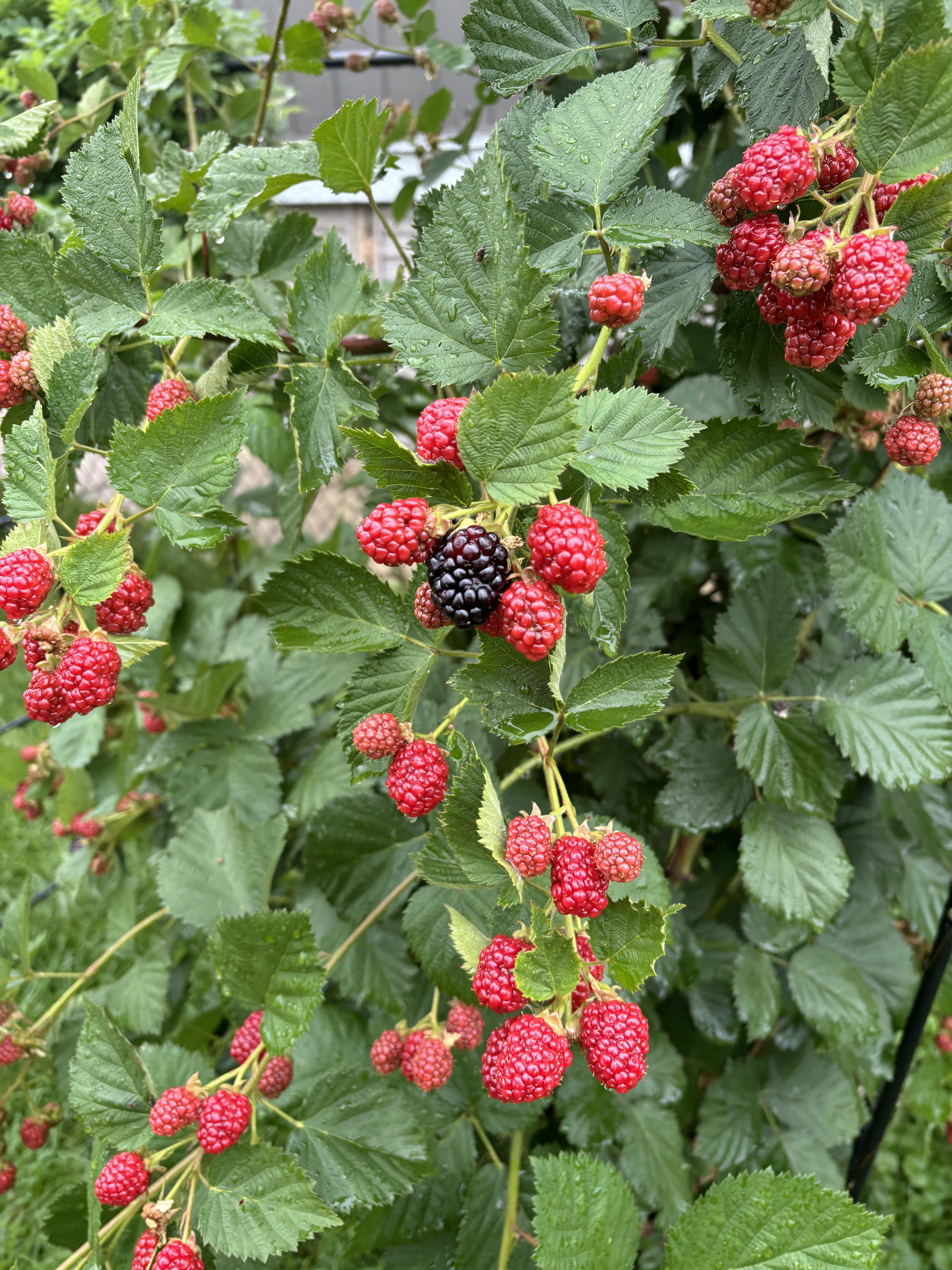 Blackberries and raspberries bush