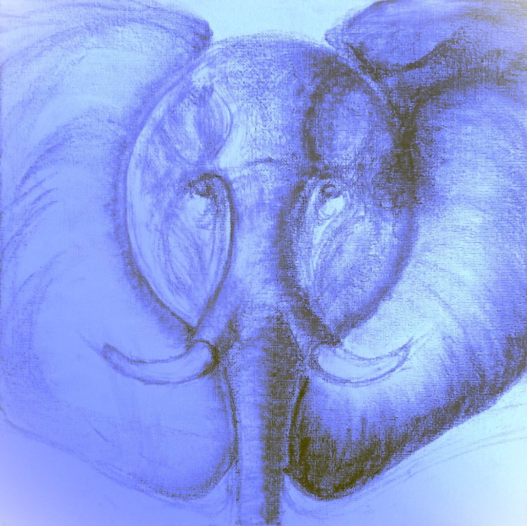 a foggy forest with trees