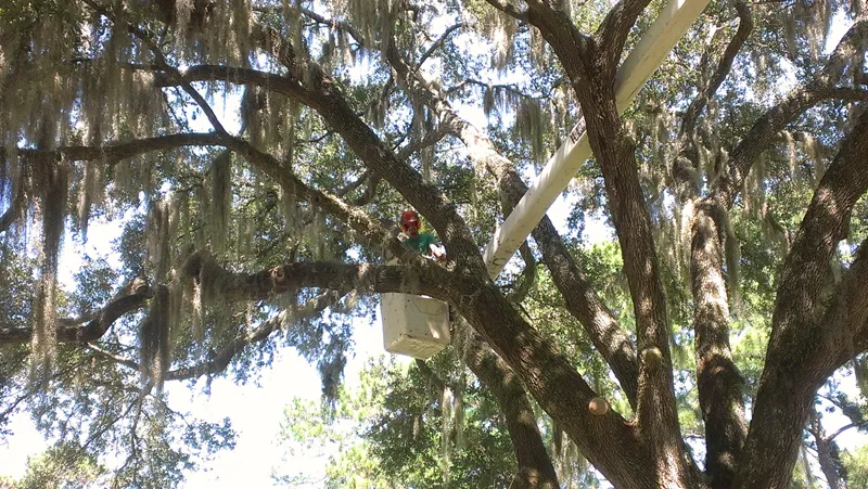 Expert tree trimming and pruning by uniformed professionals