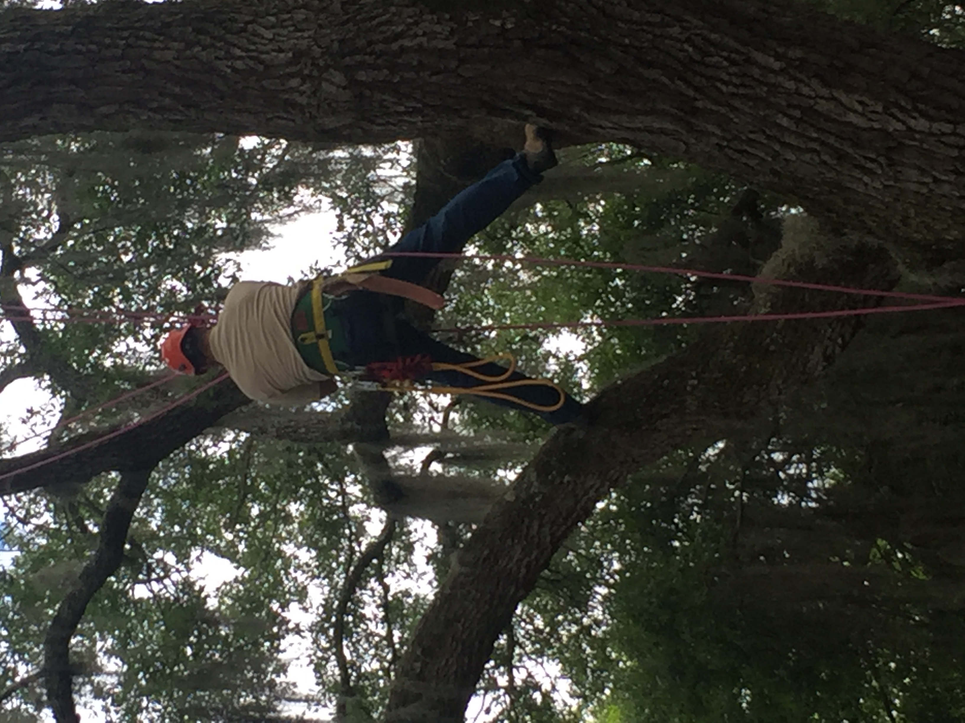 The ISA Certification Difference: Why It Matters Who Climbs Your Tree