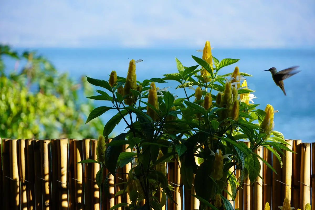 Experience the Seasons of Guatemala: A Journey of Contrasts