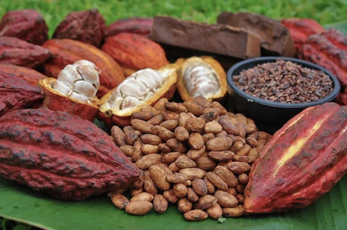 “The Food of the Gods” Chocolate Making Process From Bean to Bar