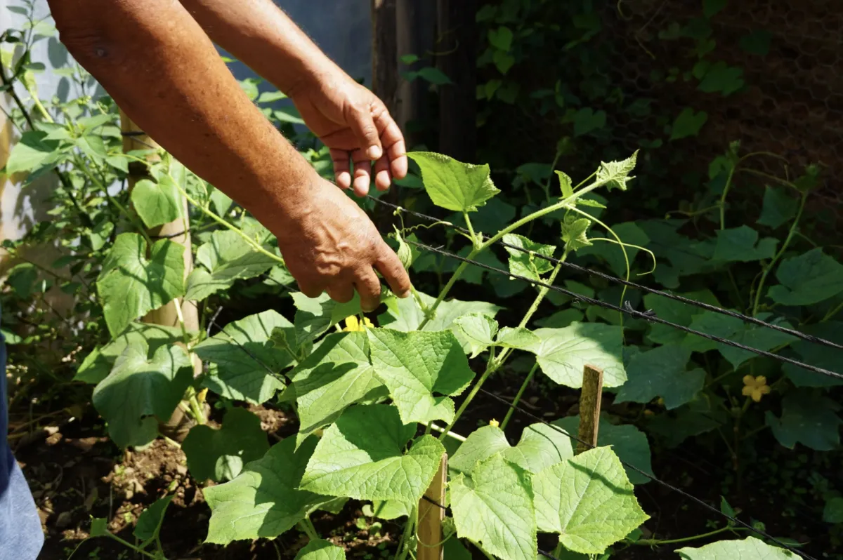 Hands touching a growing green plant in a garden, showing permaculture Guatemala.