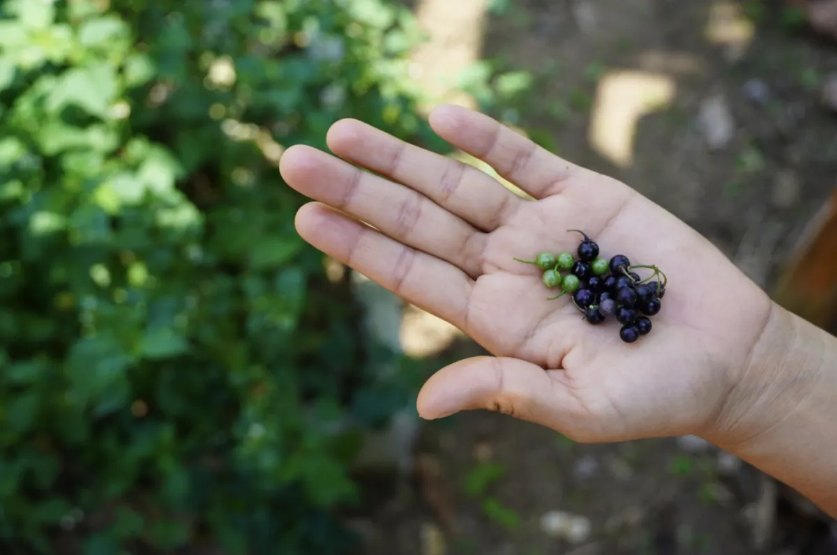 Driving Environmental Change: The Rise of Sustainable Solutions in Guatemalan Businesses