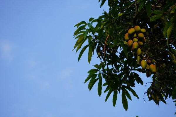 A mango tree with ripe fruit in the branches in a blue sky 