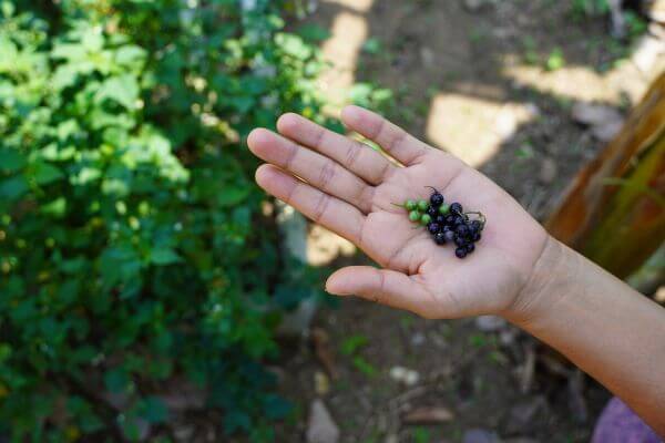 A hand is holding out seeds, an example of sustainable solutions in farming 