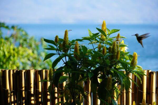 A Journey of Contrasts: Guatemala Weather & The Seasons