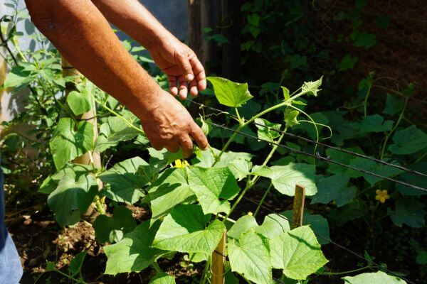 Hands touching a growing green plant in a garden, showing permaculture Guatemala.