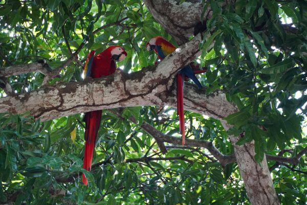 Two red parrots are sitting on a tree branch