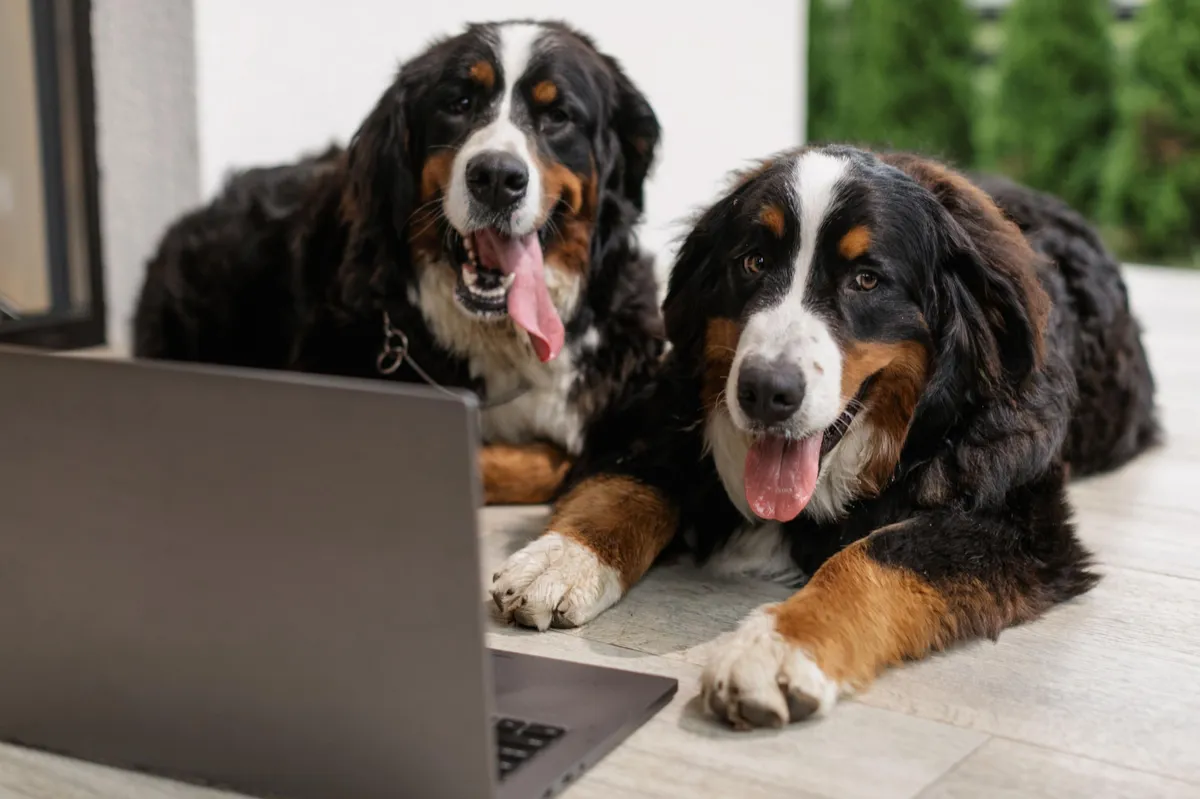 2 dogs spending time on the computer screen