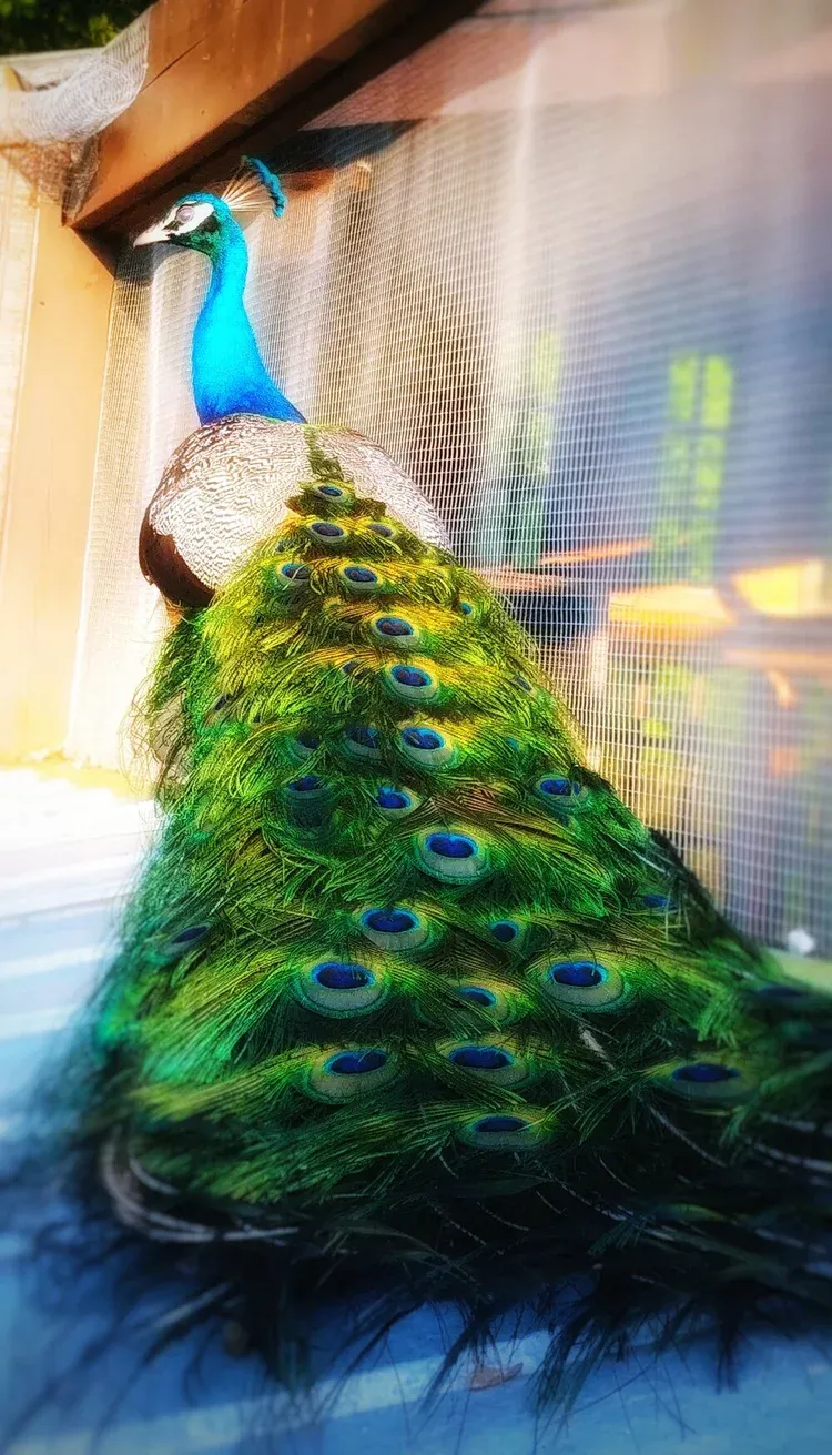 Peacocks