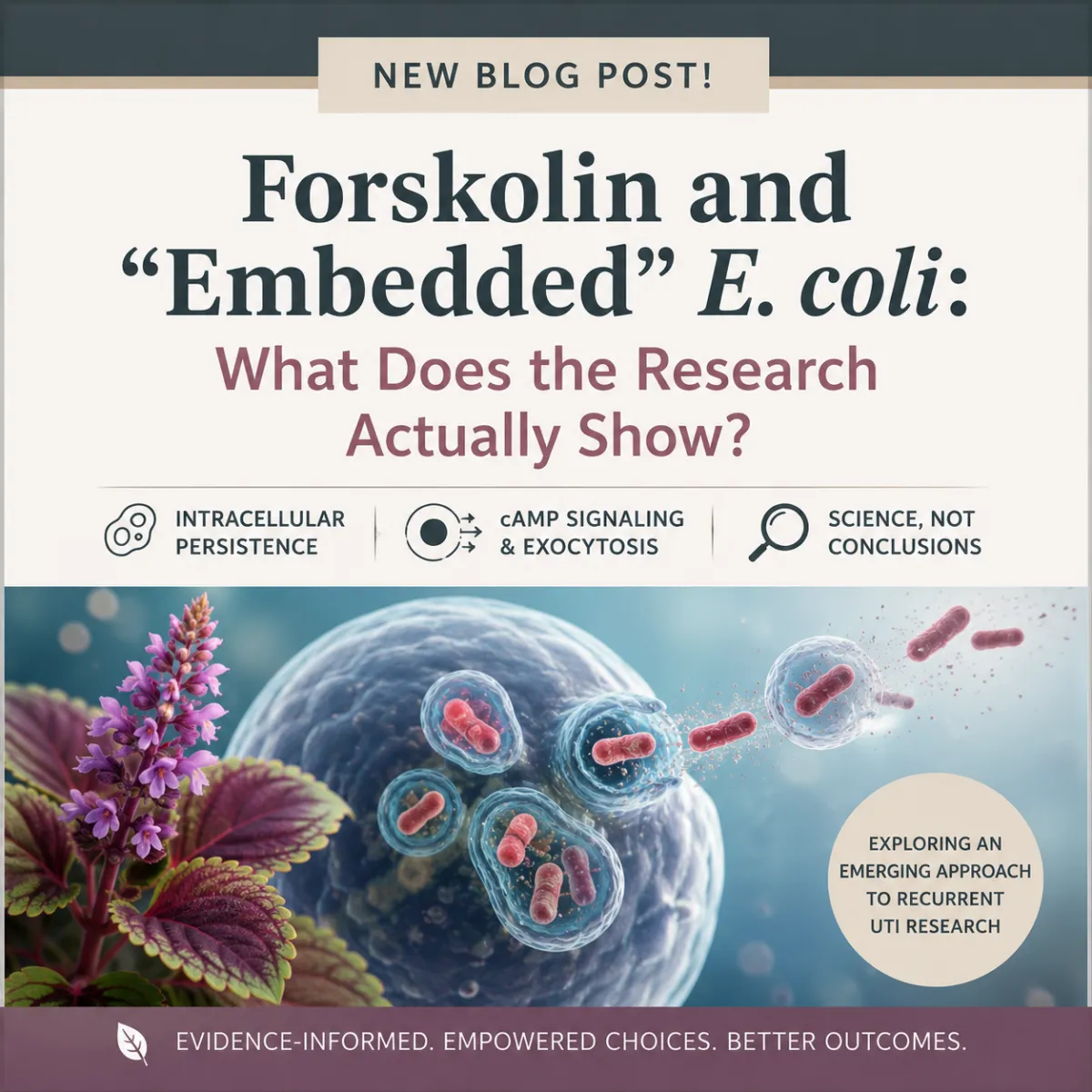 Forskolin for Recurrent E. coli UTIs: What Does the Research Show?