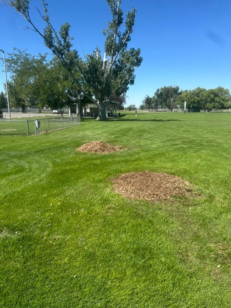 What Happens Underground After Stump Grinding?