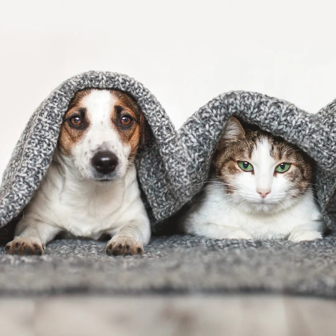 cat and dog under a blanket