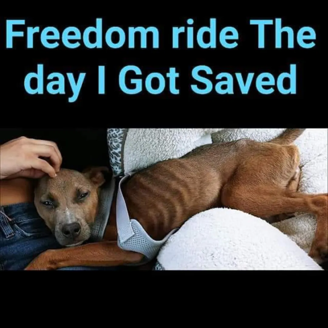 dog saved