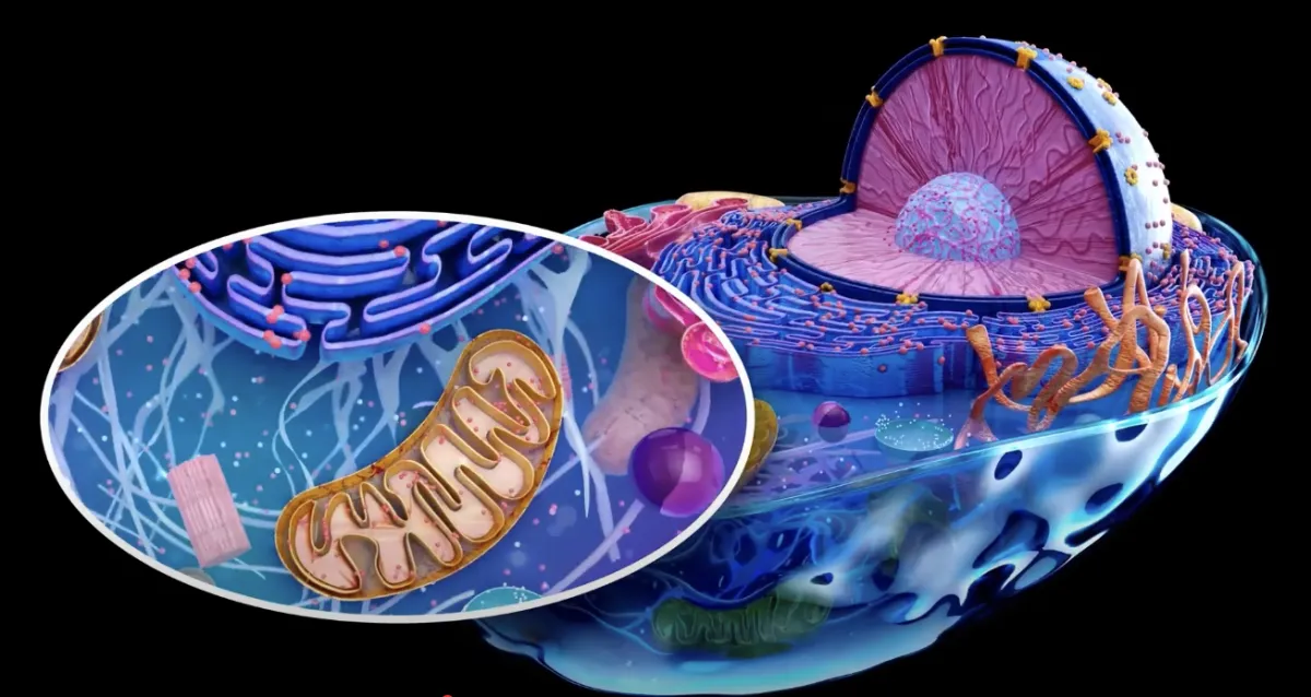 Cells and mitochondria function