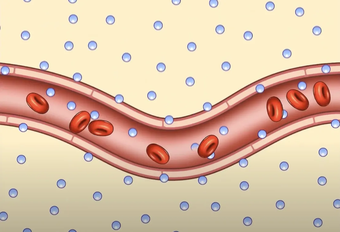 Oxygen in red blood cells