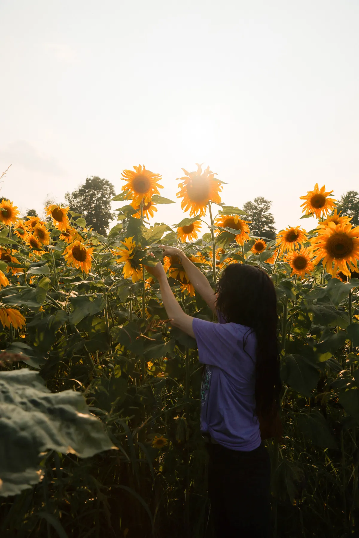 sunflowers