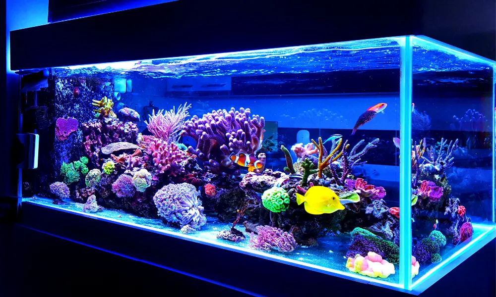 school of jelly fishes