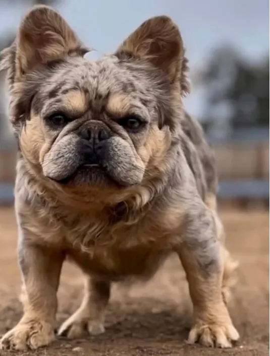 Fluffy French Bulldog