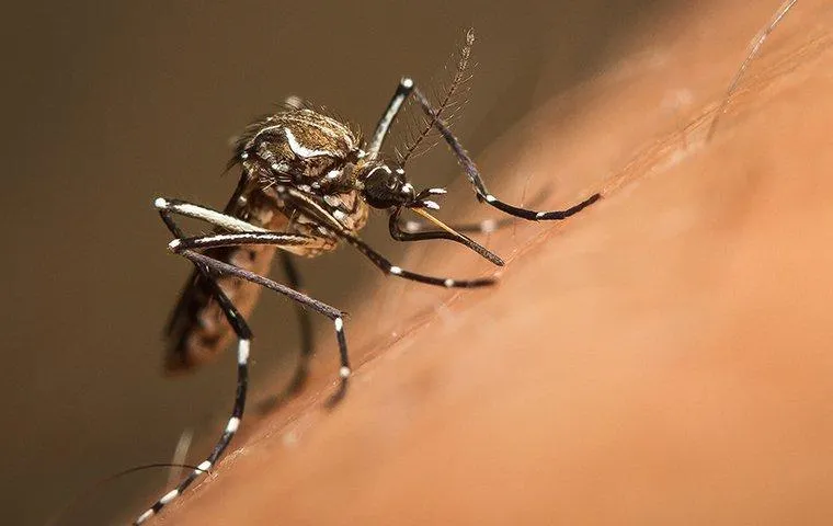 Mosquito