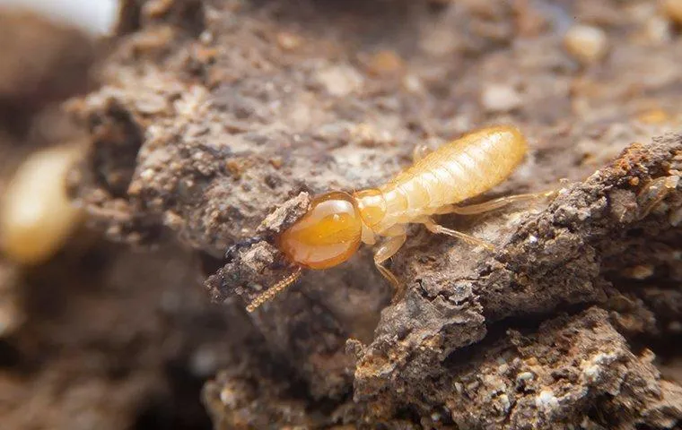 Termite