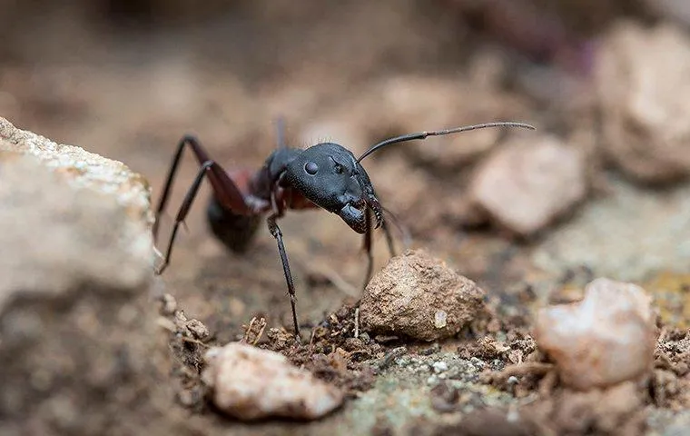 Ants